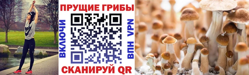 Псилоцибиновые грибы Psilocybe  Отрадная 